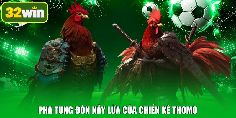 Pha tung đòn nảy lửa của chiến kê thomo